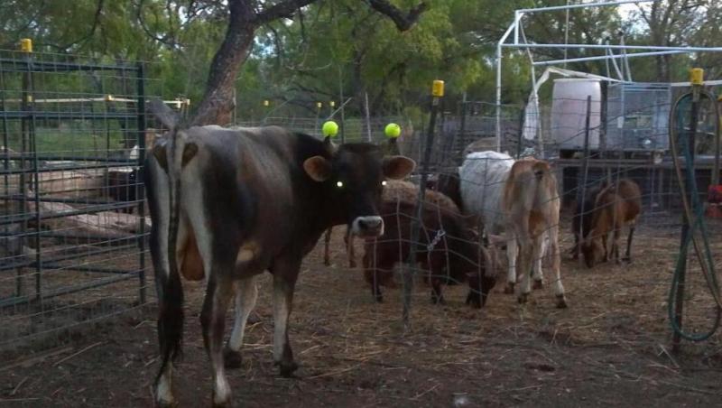 Jerseybeef